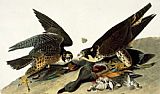 John James Audubon Peregrine Falcon painting